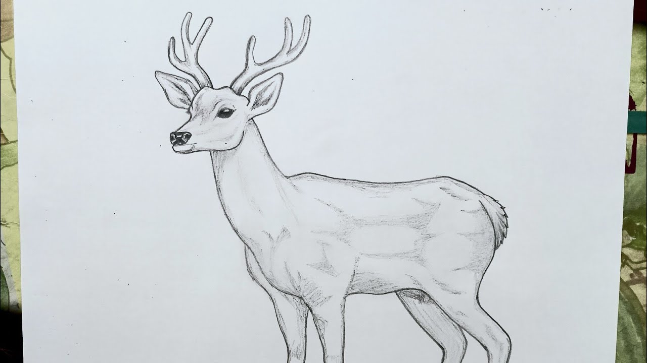 How To Draw A Deer 🦌|| Deer Drawing Easy And Step By Step ✏️ ||