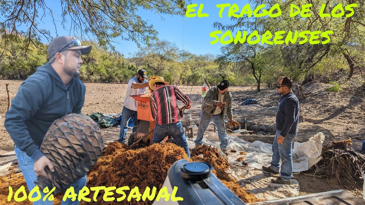Asi se hace el  BACANORA bebida emblemática DE SONORA ft. @viviendosonora