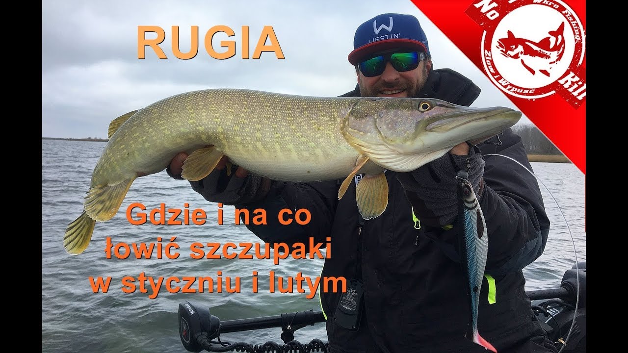 Rugia - gdzie i na co łowić szczupaki w styczniu i lutym