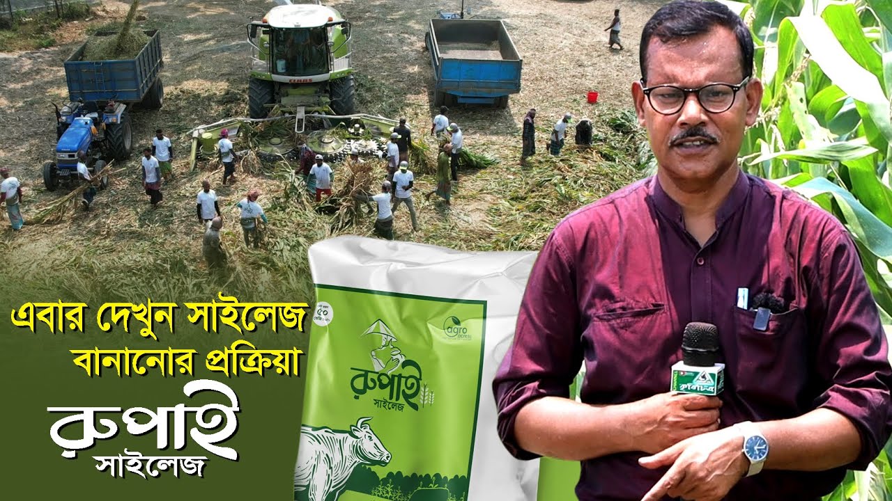 891- রুপাই সাইলেজ কেন খাওয়াবেন ! দেখুন এর তৈরী প্রক্রিয়া।   R.I.Manik.Chitrapuri Krishichitra