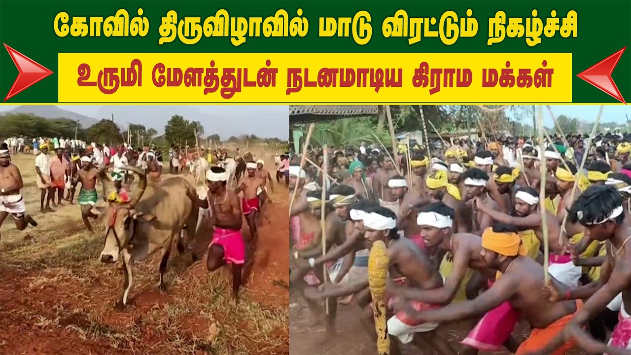 கோவில் திருவிழாவில் மாடு விரட்டும் நிகழ்ச்சி - உருமி  மேளத்துடன் நடனமாடிய கிராம மக்கள்