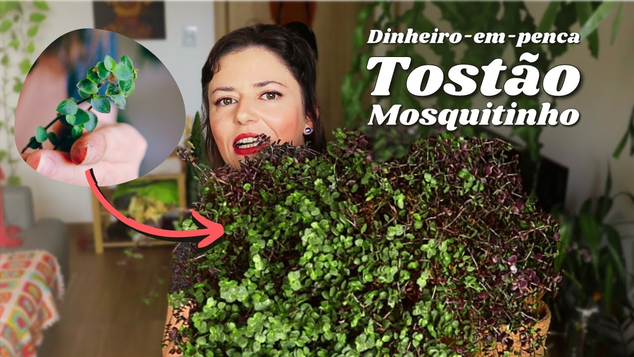 CALLISIA REPENS I tudo o que você precisa saber sobre a planta DINHEIRO-EM-PENCA ou TOSTÃO