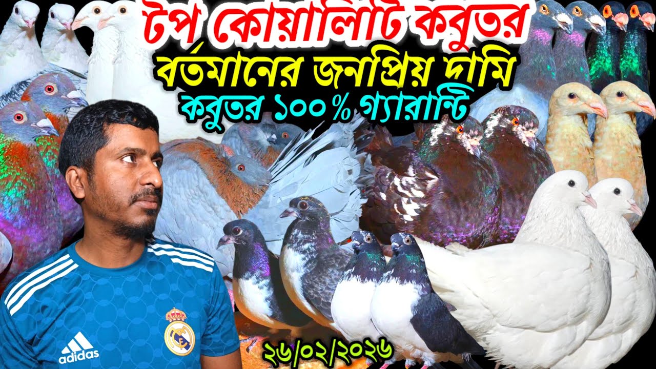 টপ কবুতর বর্তমানের জনপ্রিয় দামি কবুতর ১০০% গ্যারান্টি সহ মুন্ডি কবুতর বুদা পেষ্ট কবুতর দাম জানুন