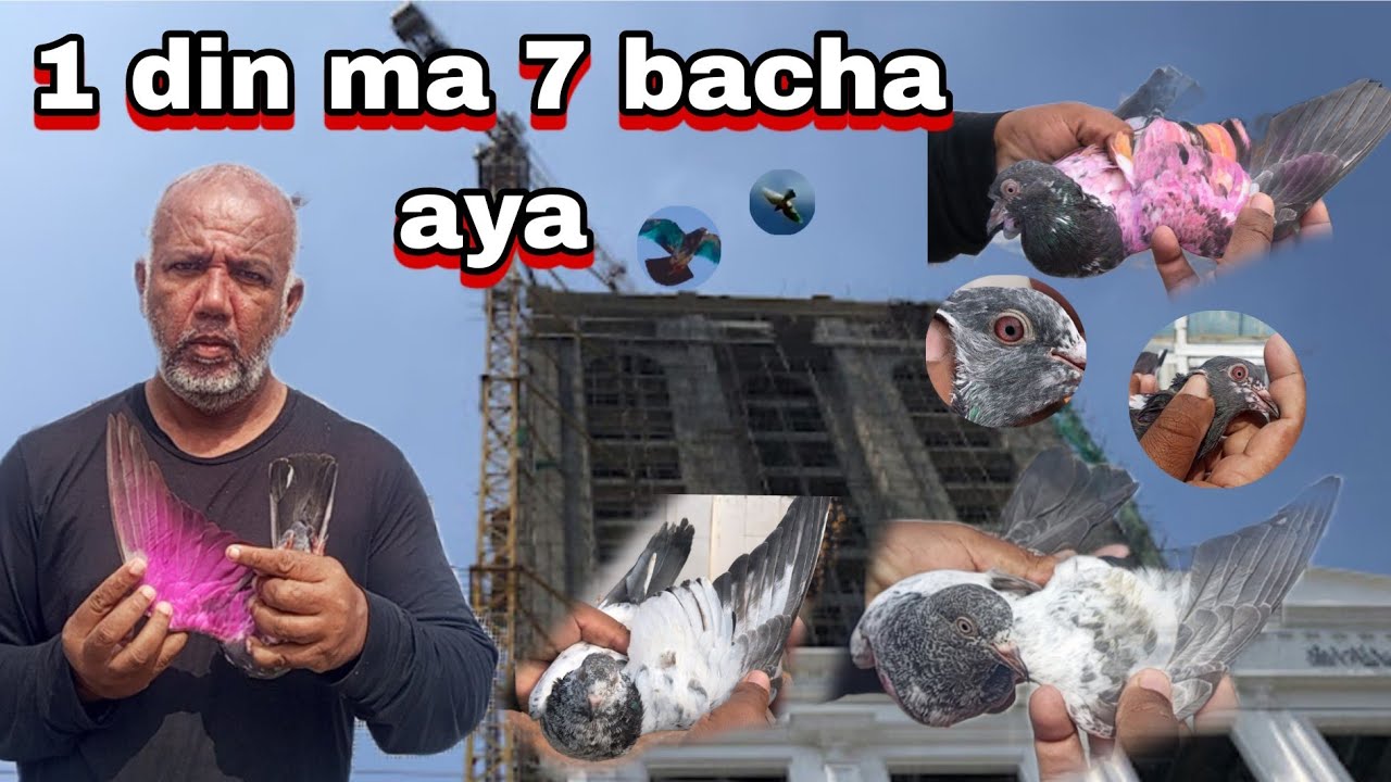 1din ma 7 bacha aya