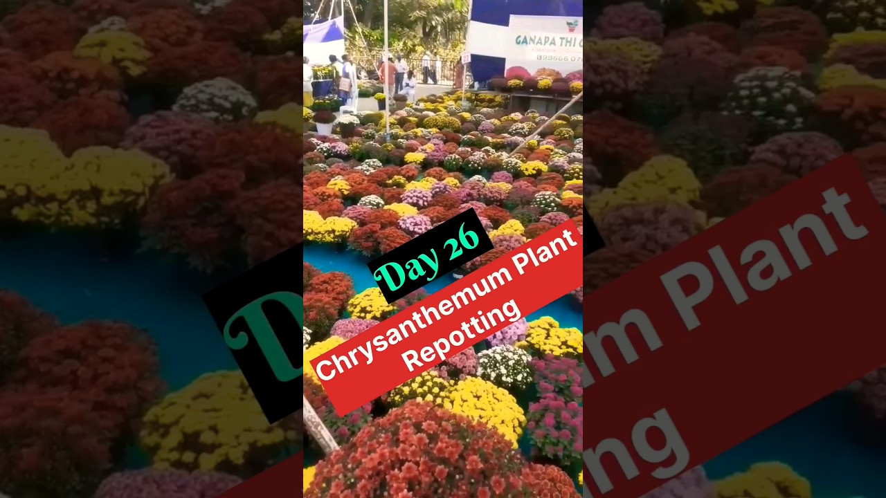 Grow Chrysanthemum From Seeds |How to sow Chrysanthemum |Chrysanthemum Seeds Germination