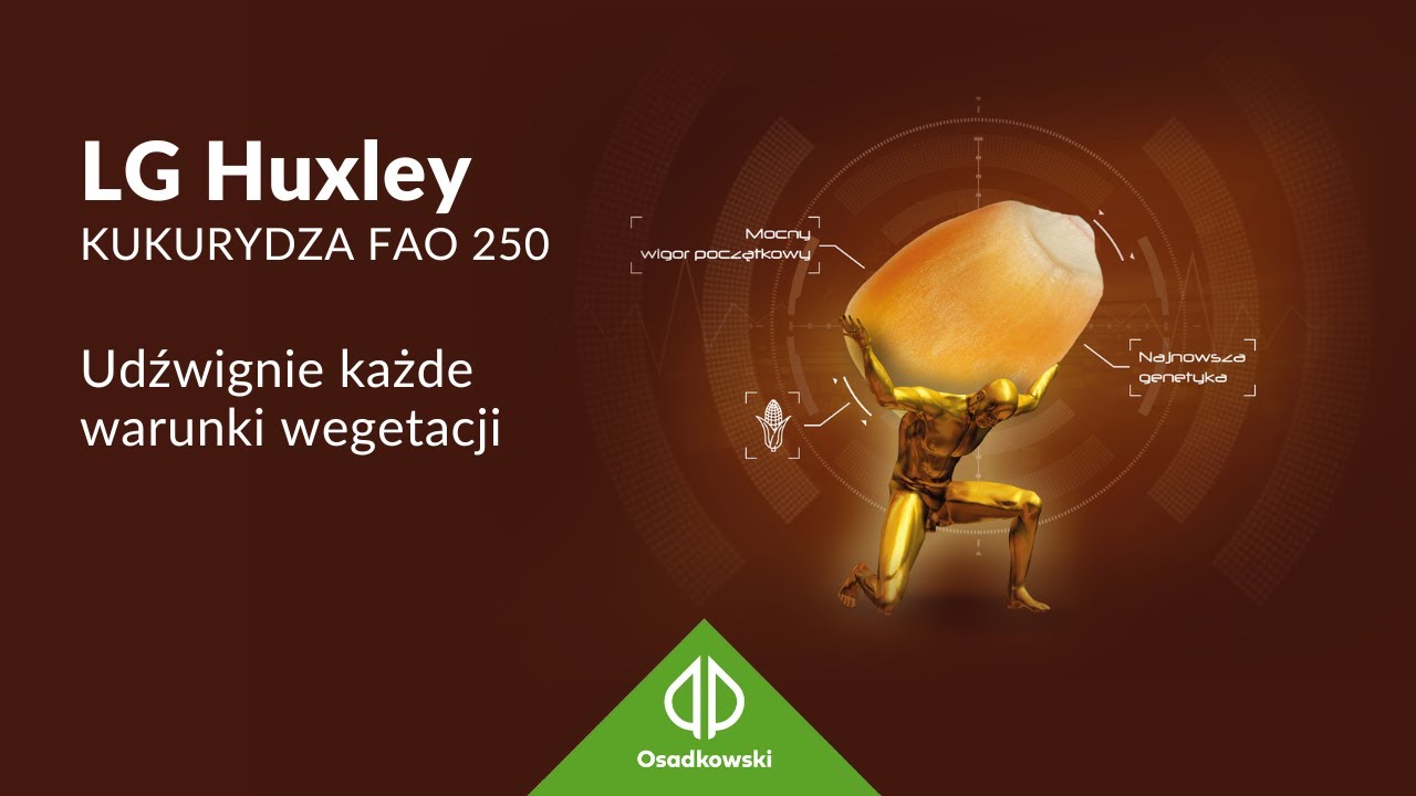 Kukurydza 🌽 𝗟𝗚 𝗛𝘂𝘅𝗹𝗲𝘆 - Udźwignie każde warunki wegetacji
