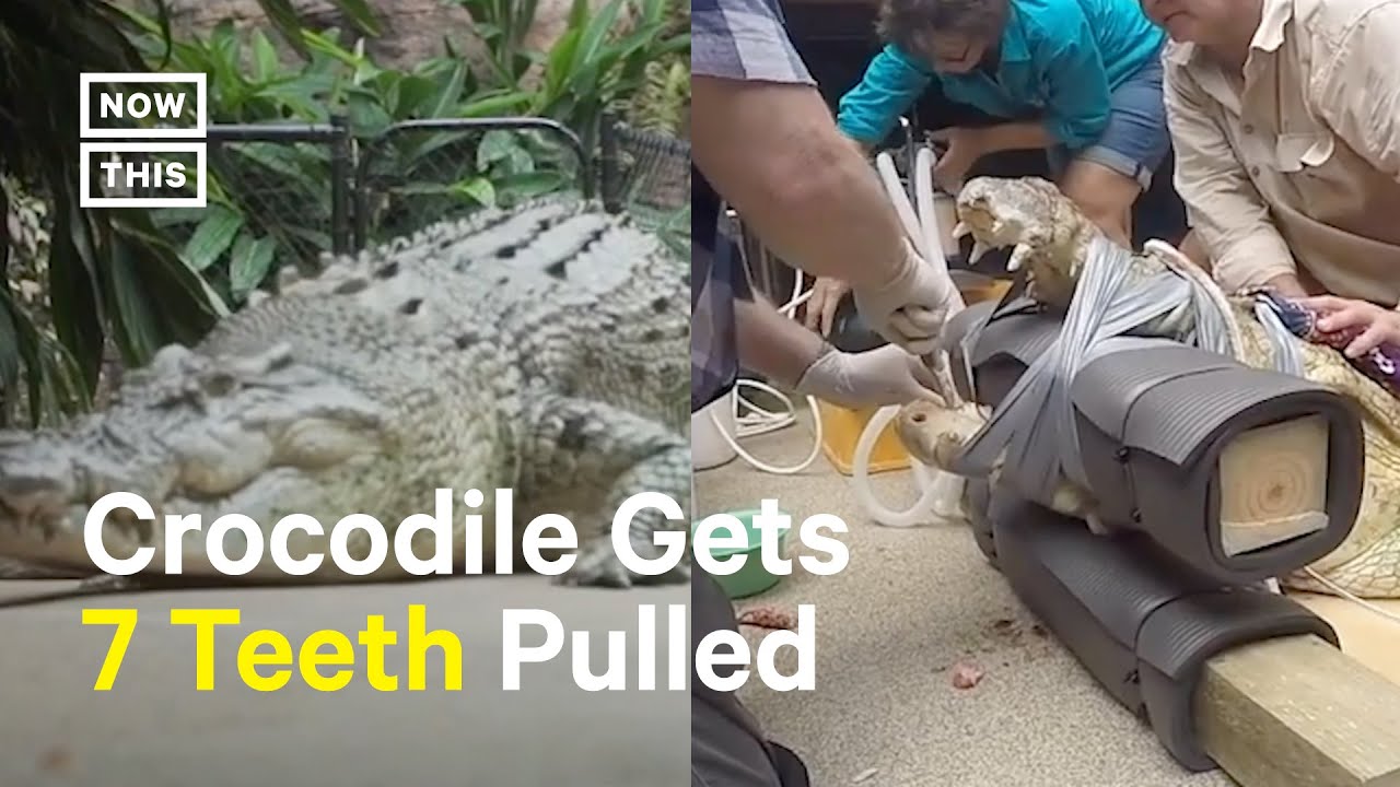 One Sharp Patient: Performing Dental Surgery on a Croc