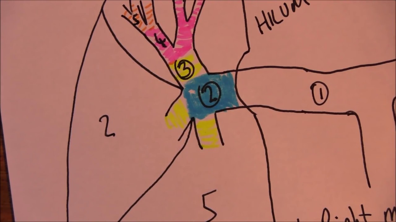 Cardiovascular System, Pulmonary circulation, with 60 MCQs with answers
