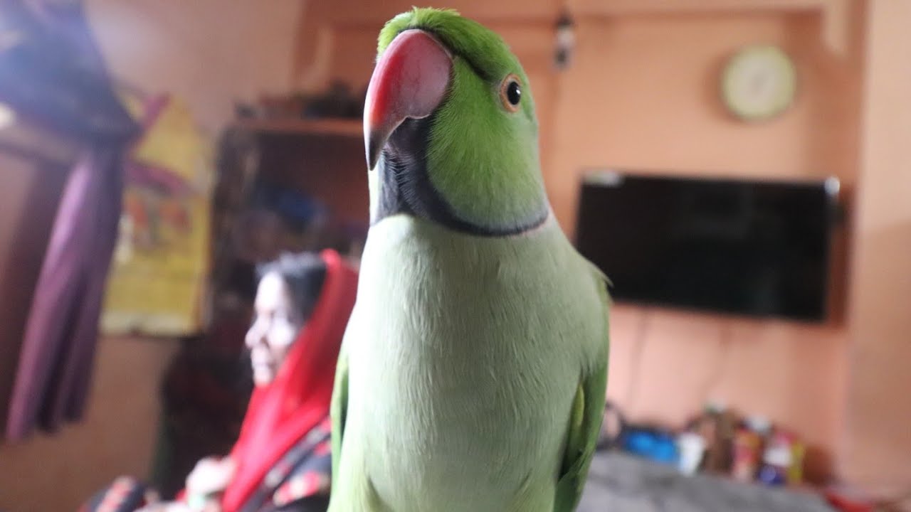 Talking Parrot Wants To Shoot Video From Camera  😂
