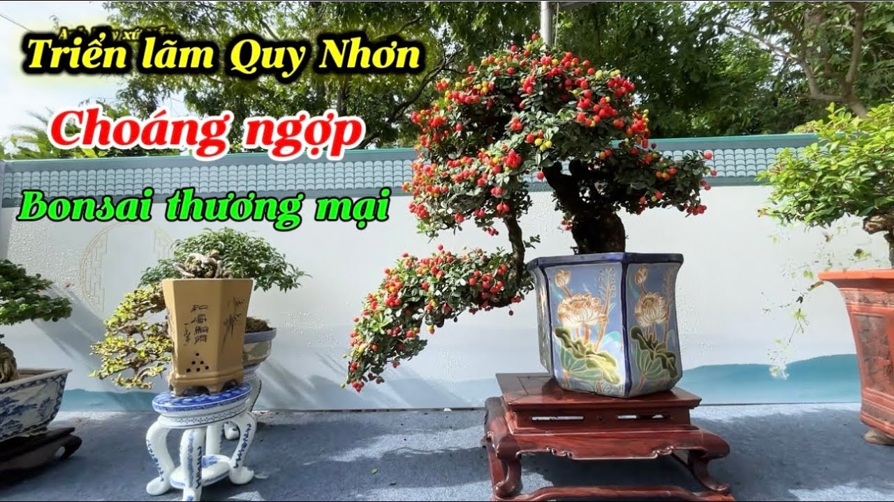 P6-Triển lãm SVC Quy Nhơn-Gia lai-Choáng ngợp bonsai thương mại 