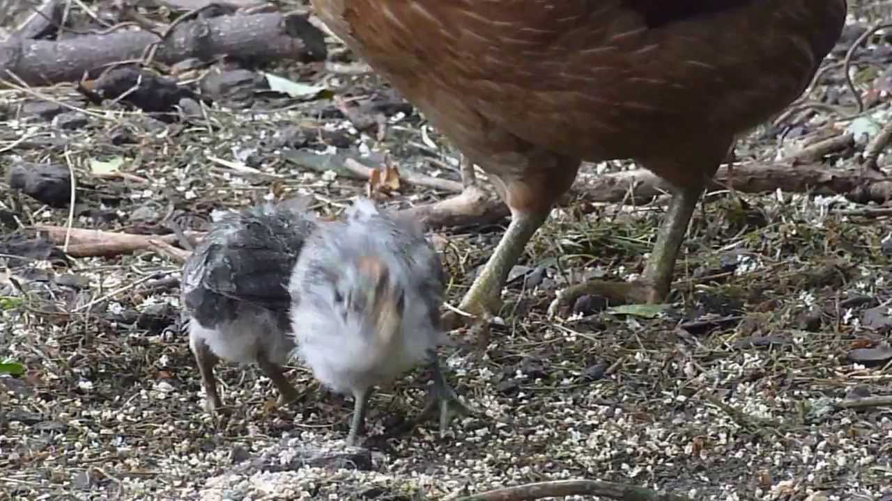 17 day old Silver Campine chicks