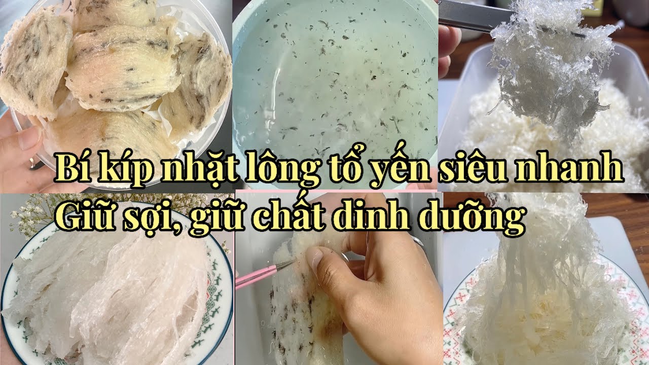 Hướng dẫn nhặt lông tổ yến thô dày bụng siêu nhanh, giữ sợi dài đẹp, giữ nguyên chất dinh dưỡng.