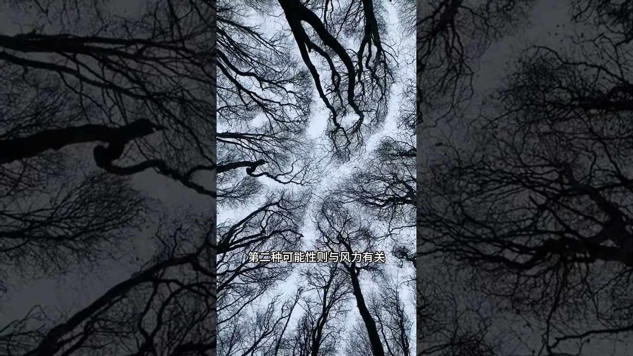 为何树冠之间像社恐般彼此隔离，揭秘树冠羞避奇观的三... #世界探索