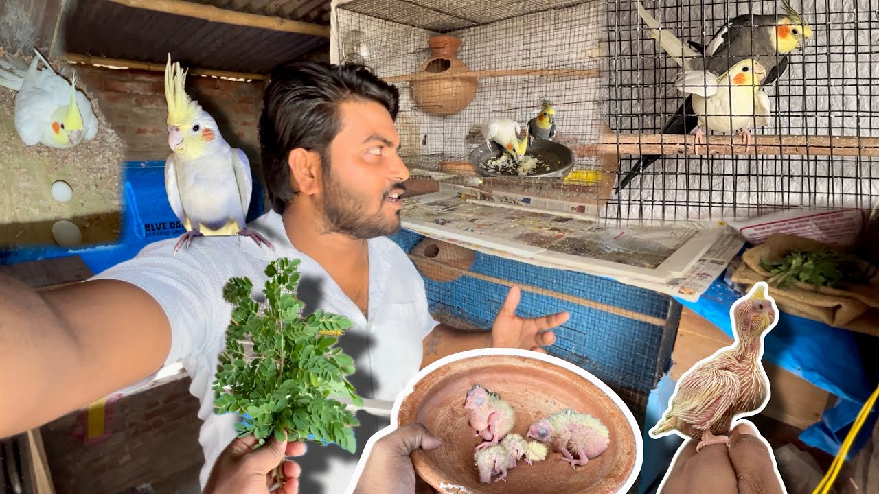 Most Important Topic For Cockatiel Birds Breeding Times | Cockatiel Birds Breeding Problem |