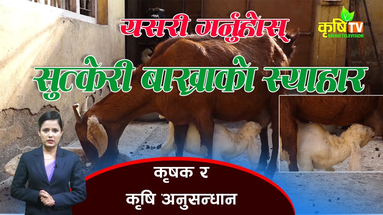 सुत्केरी बाख्रालाई स्याहार गर्ने तरिका यस्तो छ  || कृषक र कृषि अनुसन्धान