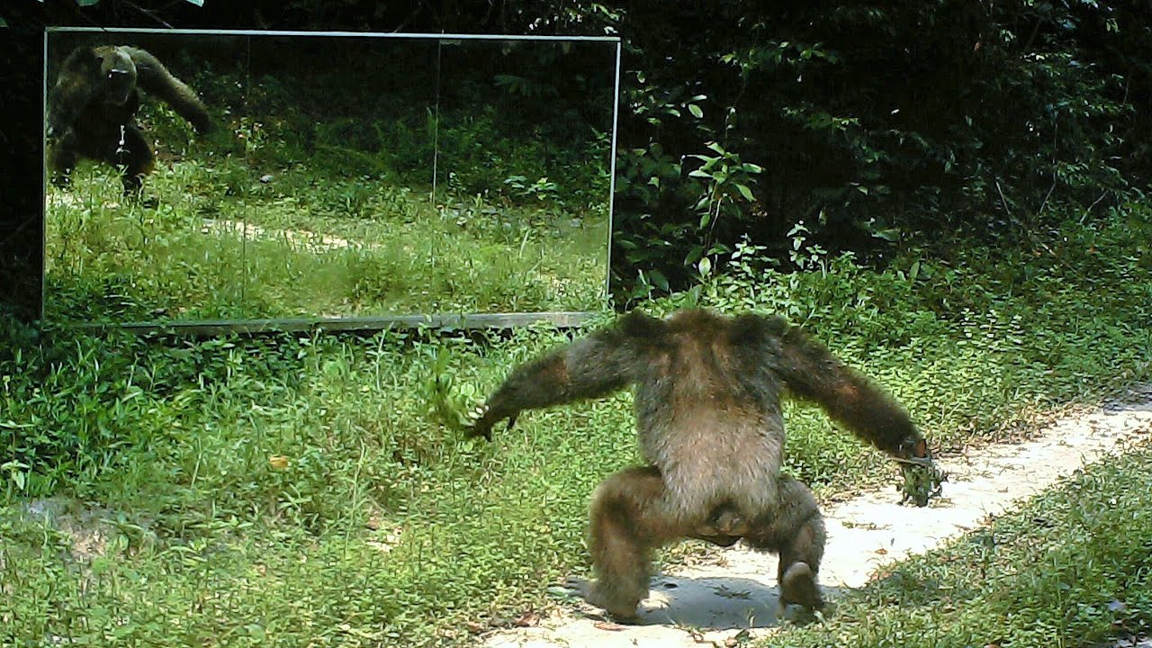 In front of large mirrors in the jungle, chimpanzees tap-dance to intimidate their own reflections