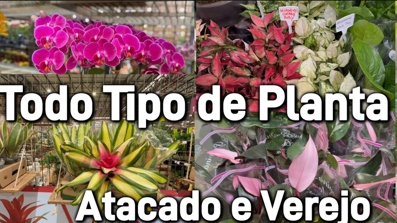 Feira das Plantas Com Pre&ccedil;os e Novidades! 