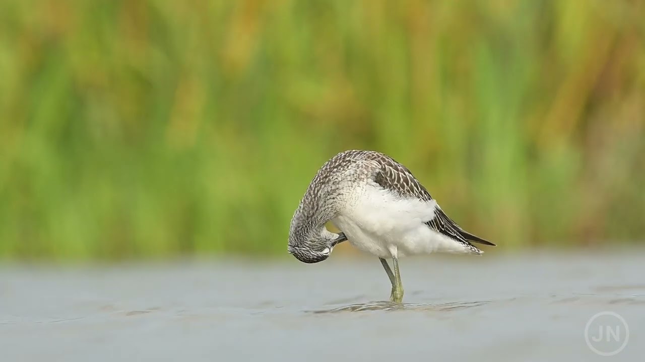 Common greenshank Trnga nebularia bird rain water in pond wetland
