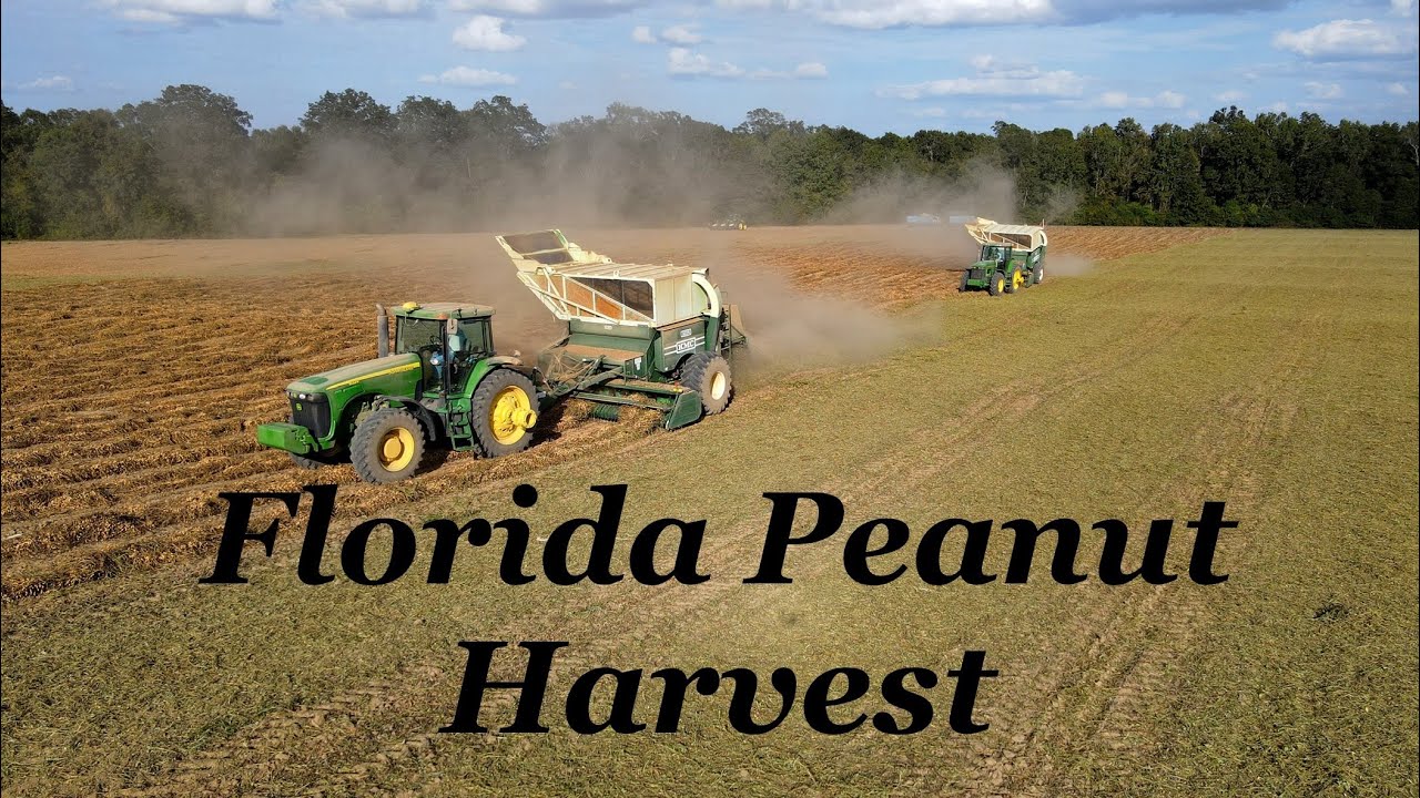 Florida Peanut Harvest 2023 (4K)