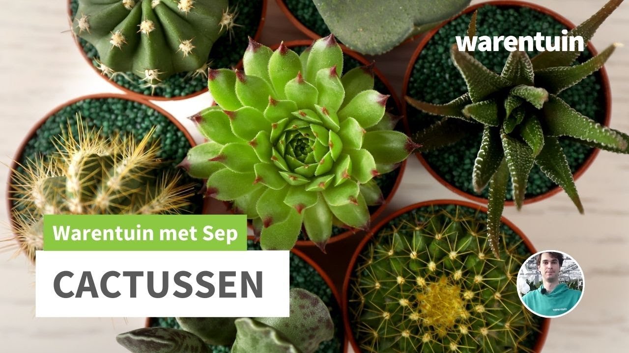 Alles over succulenten