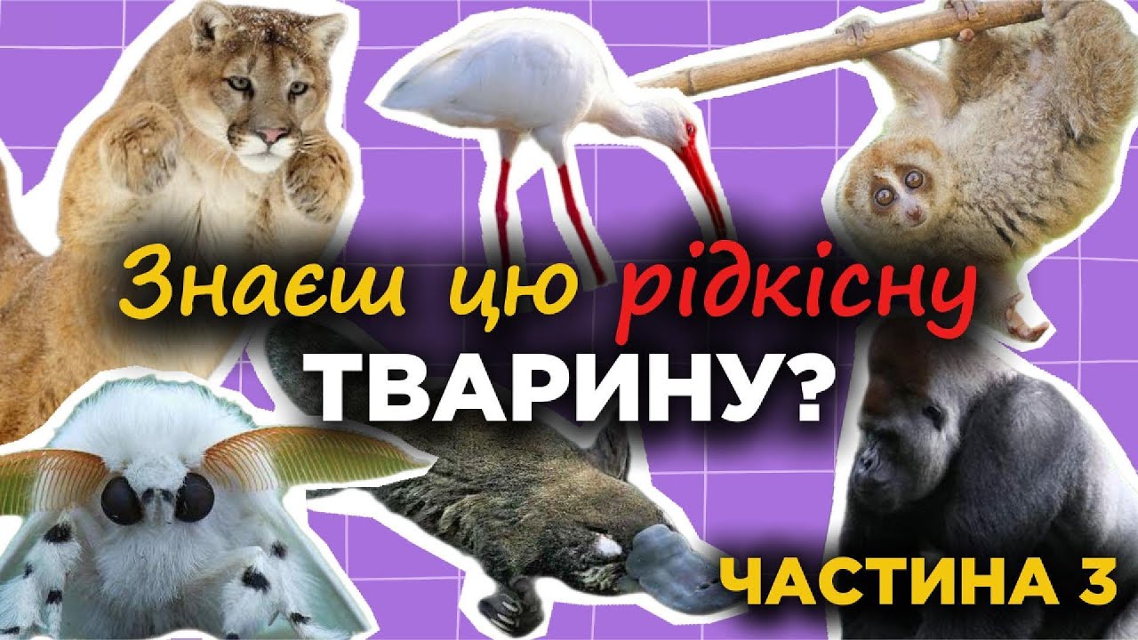 Чи знаєш ти цих рідкісних тварин? 🐾 Частина 3 – тільки для справжніх експертів!