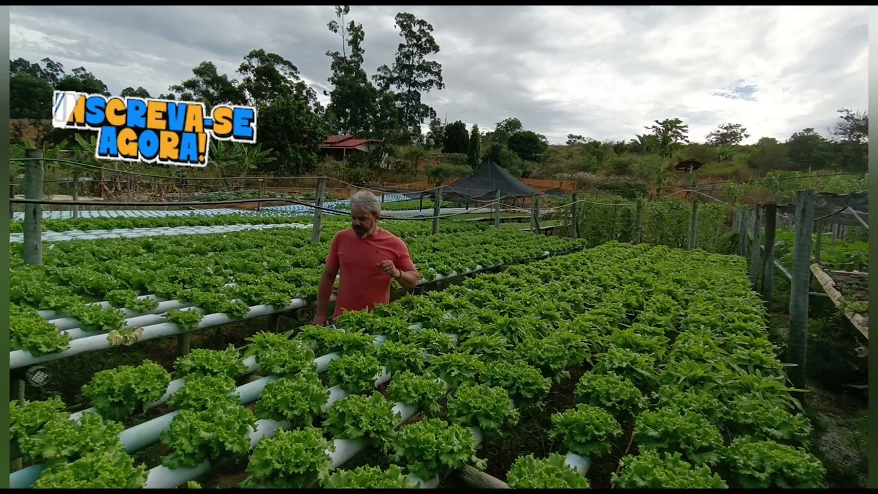 🛑PERÓXIDO DE HIDROGÊNIO📌Água Oxigenada na hidroponia🛑