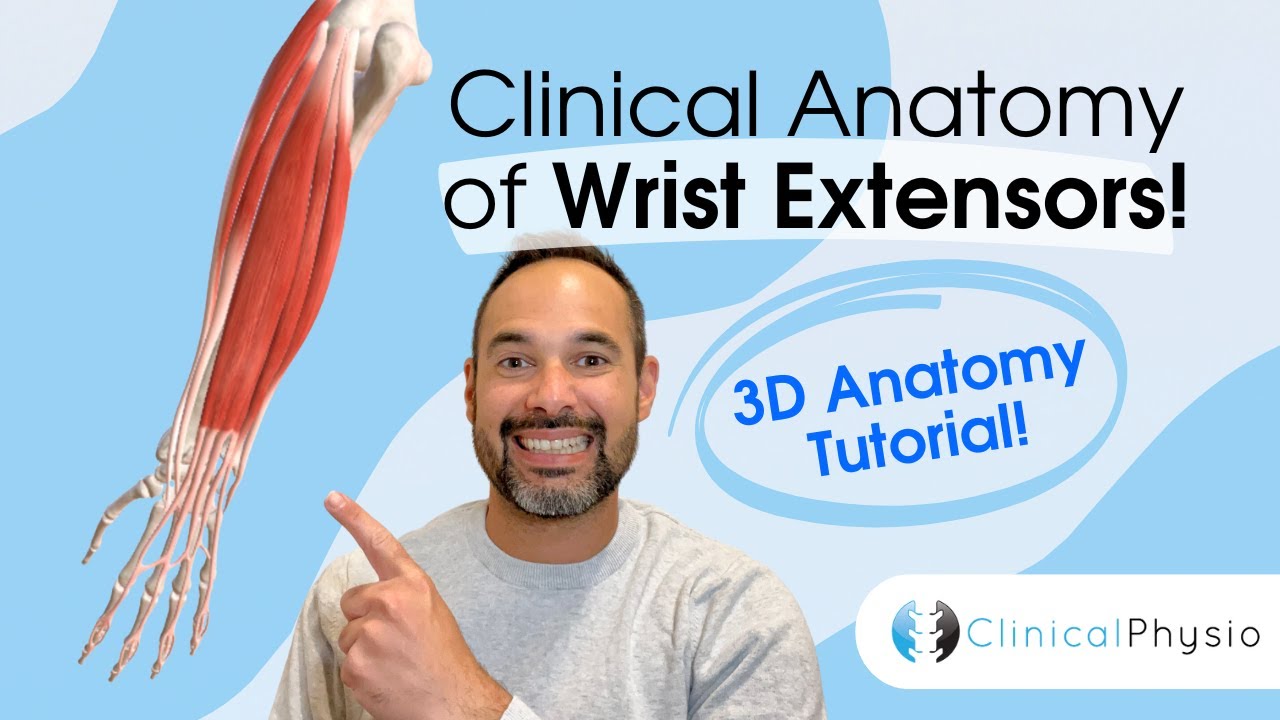 Clinical 3D Anatomy of Wrist Extensors | Physio explains key conditions you will see in clinic!