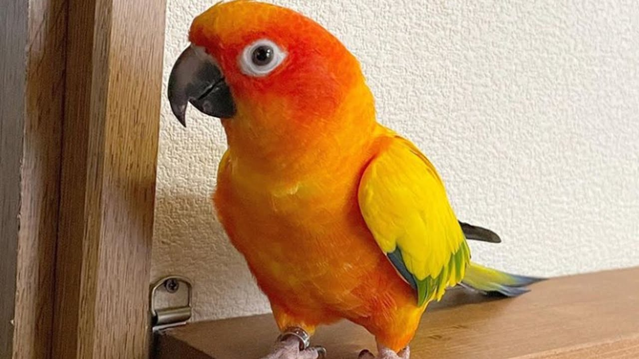 Sun Conure Dancing - Sun Conure Talking & Singing - Baby Sun Conure Sounds - Sun Conure Parrot