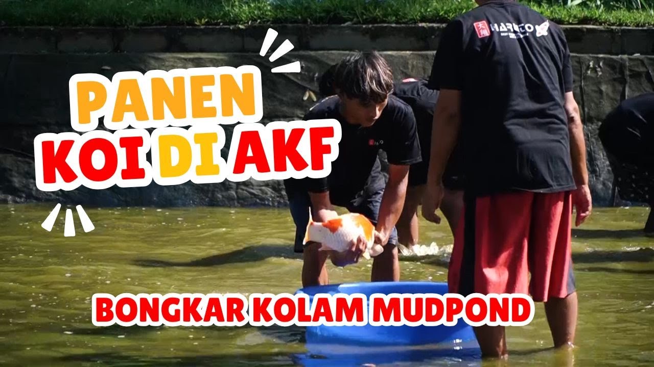 PANEN IKAN DI AGUNG KOI FARM, HASILNYA SUPER BULKY
