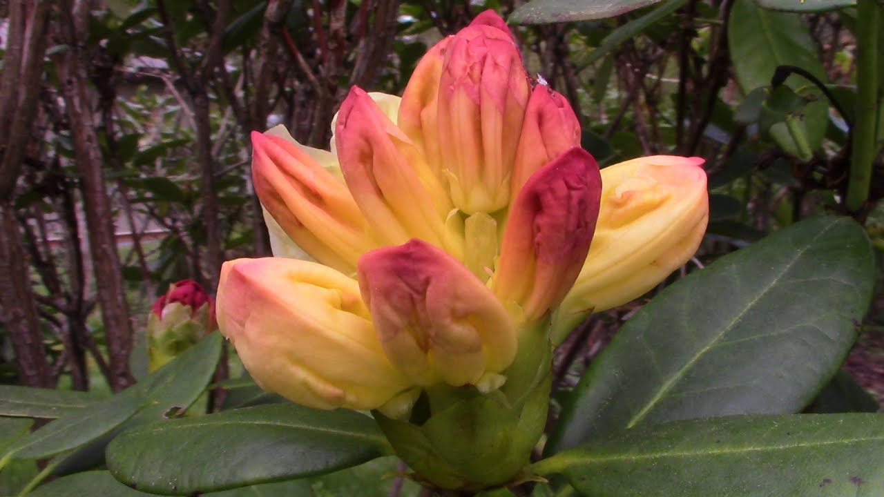 Rhododendron Garden Tour 2023 |  Just 1 Week Later!