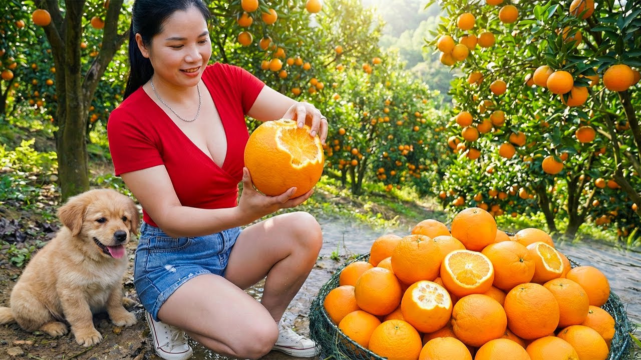 Harvesting 1000+kg GIANT Sweet American Oranges Goes To Market Sell, Fresh Orange Juice Recipe
