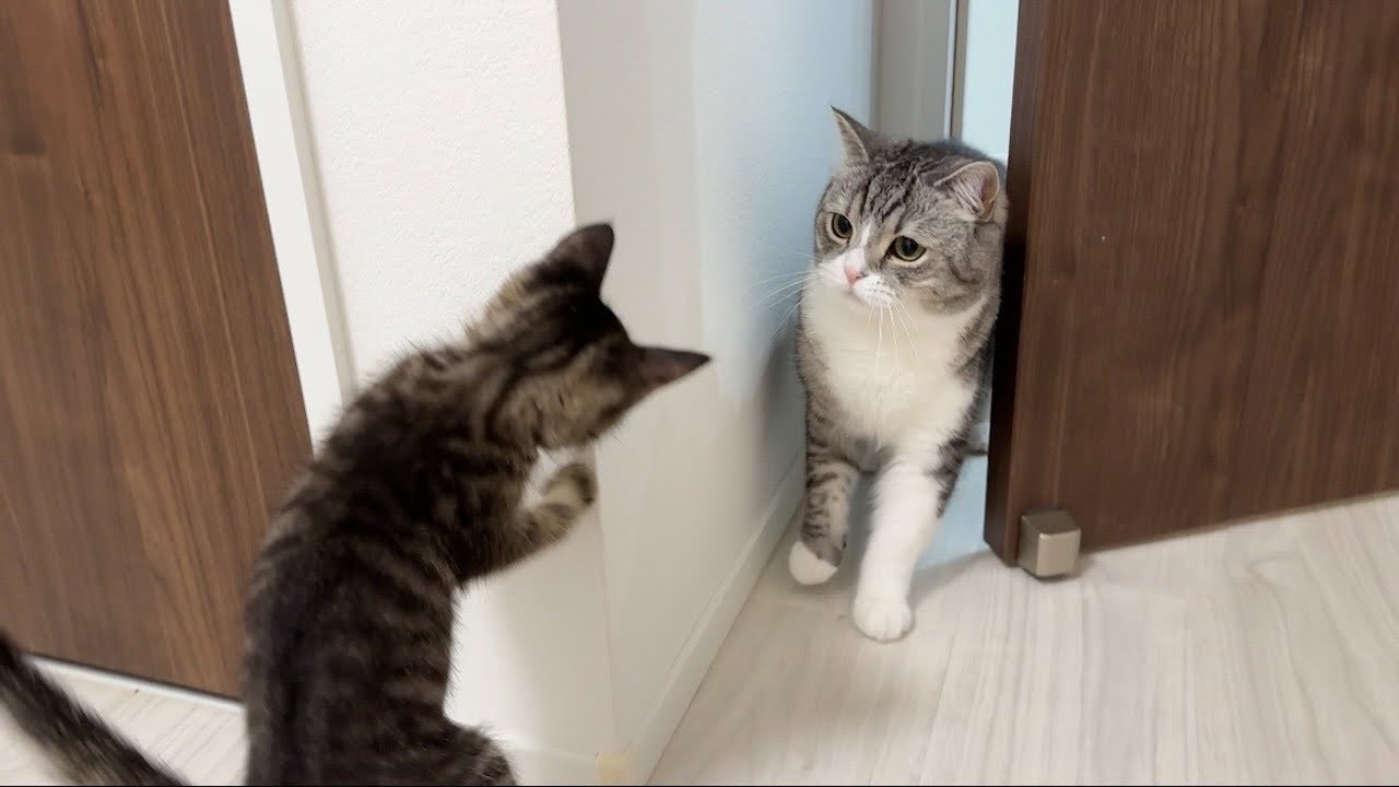 保護した子猫ともち様が初対面したら予想外のとんでもない展開になっちゃいました…