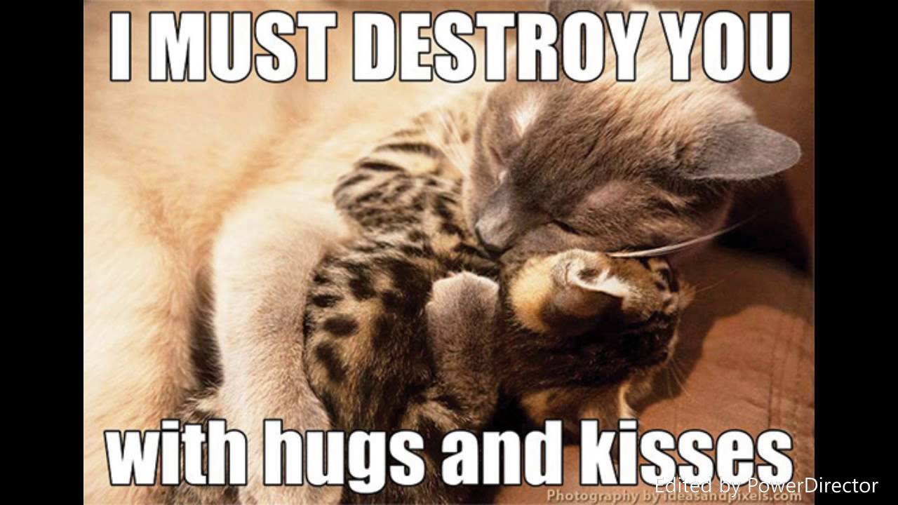Most Adorable And Funny Cat Memes! So Cute You Will Barf Rainbows! #2