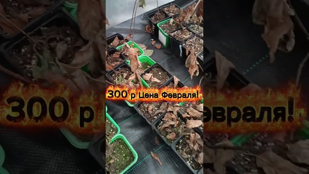 Оптовая цена за розницу!Гортензии- Акция до 8 марта! Самая низкая цена в январе! 
