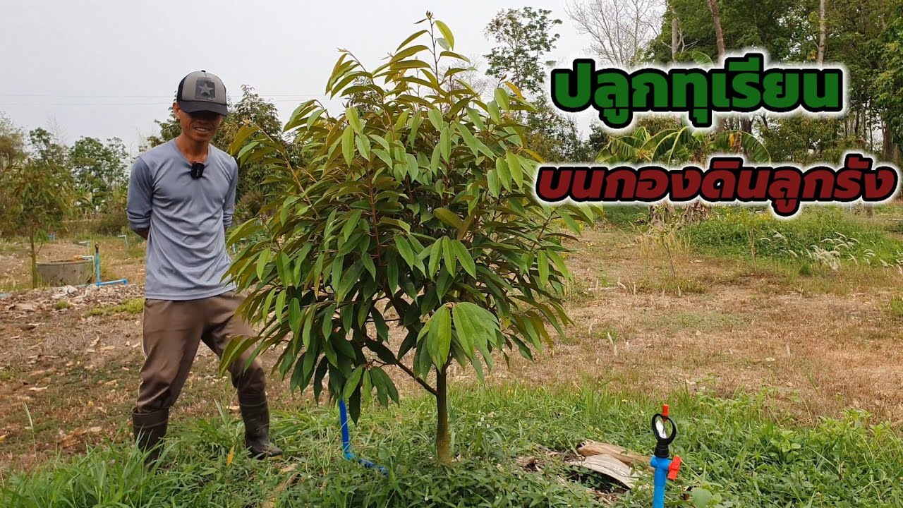 วิธีปลูกทุเรียนบนโคกหินลูกรัง เนื้อที่ 1 ไร่ ต้นโตสมบูรณ์ แข็งแรง