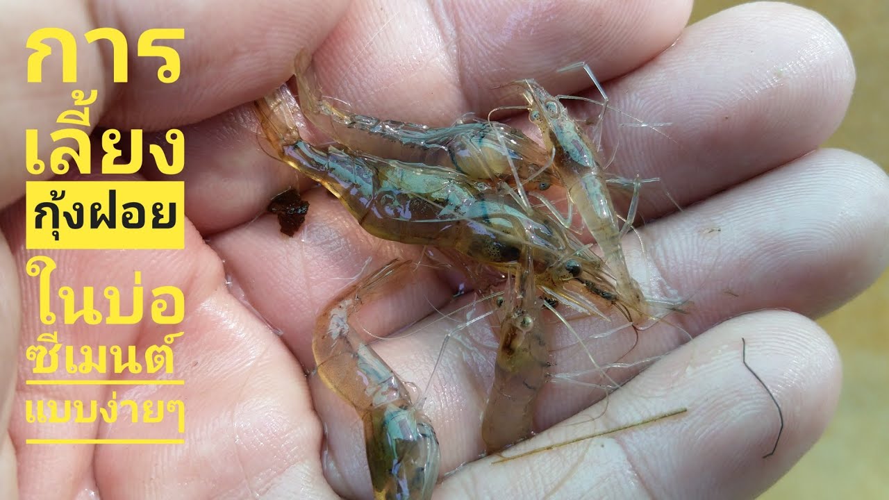 การเลี้ยงกุ้งฝอยในบ่อซีเมนต์ แบบง่ายๆ
