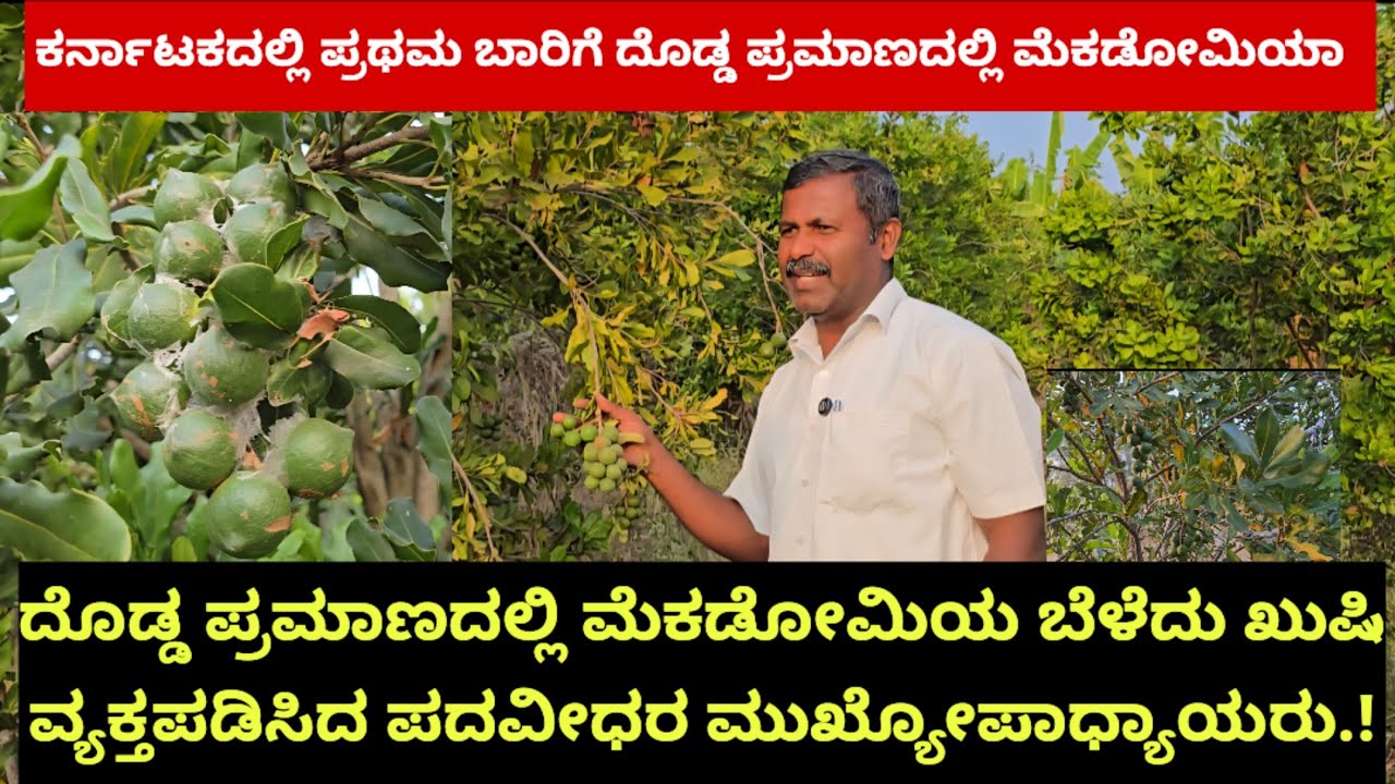 ಕರ್ನಾಟಕದಲ್ಲಿ  ದೊಡ್ಡ ಪ್ರಮಾಣದಲ್ಲಿ ಮೆಕಡೋಮಿಯ ಬೆಳೆದು ಖುಷಿ ವ್ಯಕ್ತಪಡಿಸಿದ ಪದವೀಧರ ಮುಖ್ಯೋಪಾಧ್ಯಾಯರು.!