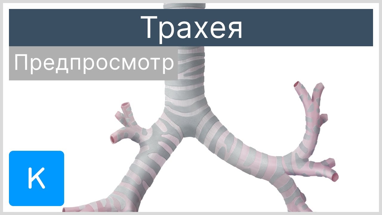 Трахея (предпросмотр) - Анатомия человека |&nbsp;Kenhub