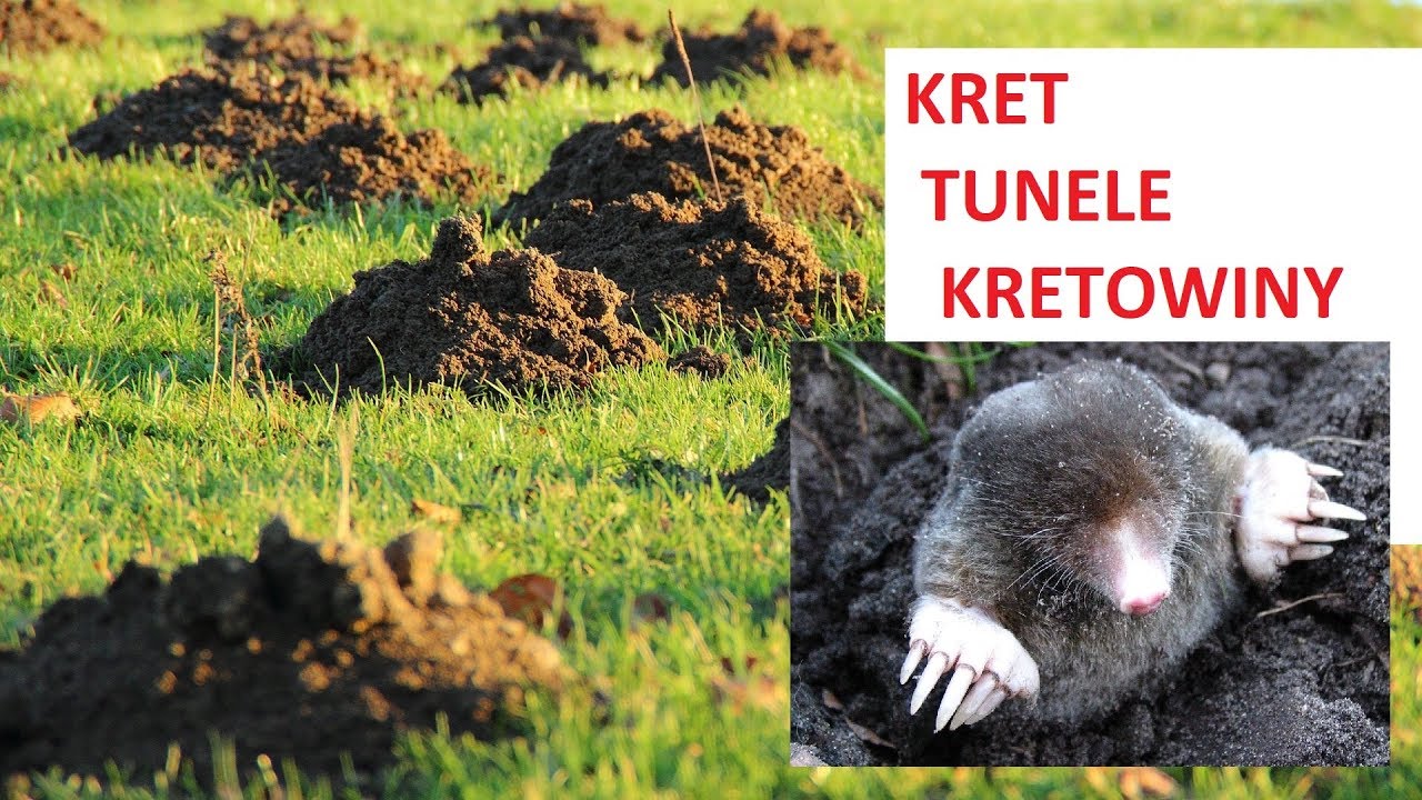 Kret - ciekawostki, dlaczego kopie tunele i kretowiska
