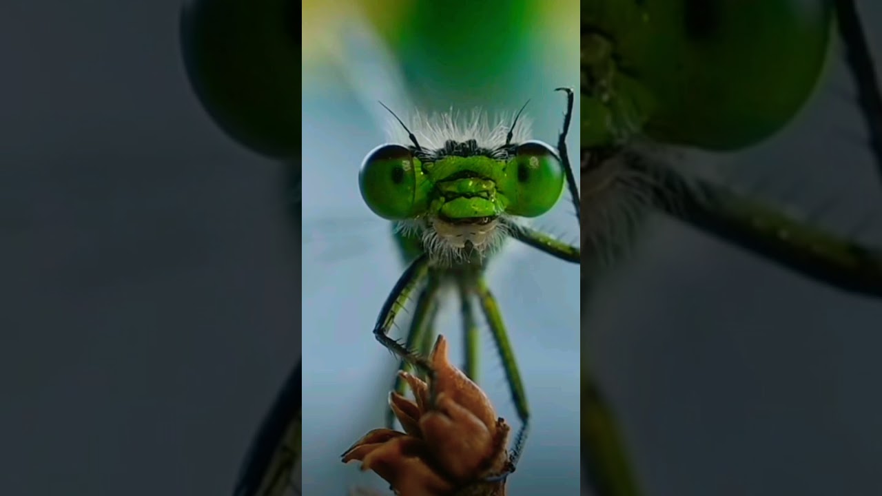 grasshopper! just amazing  #grasshoper #animals #shortsvideo