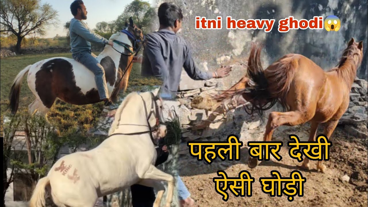 Itni heavy घोड़ी नहीं देखी होगी कभी ||sath me Sindhi ghodi riding vlog