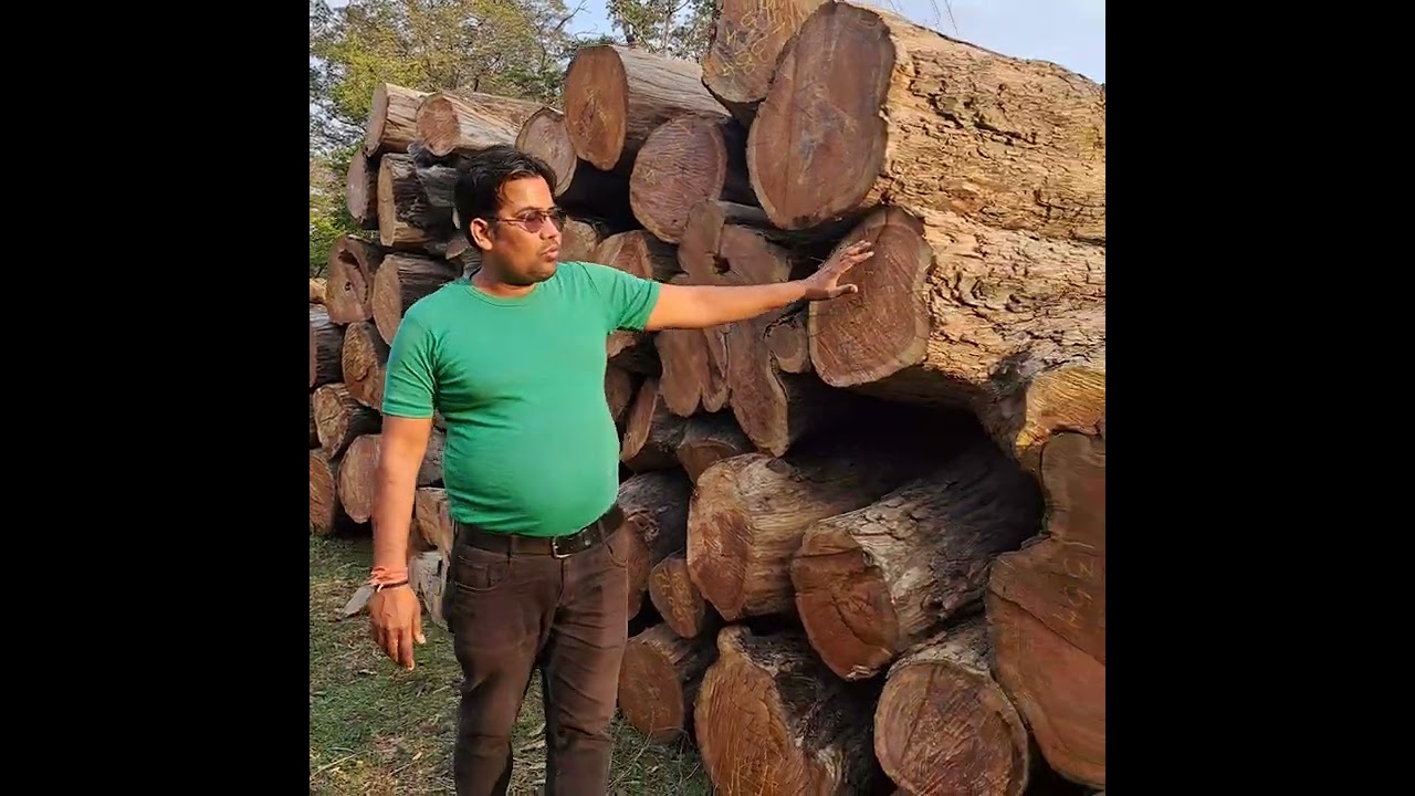 Shisham Wood, Uttarakhand Forest Development Corporation Shisham Wood Contact No- 8445303859.