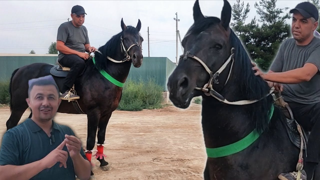 МАНА СИЗГА УЛОГИ 100% КАФОЛАТИ БИЛАН КОРАБАЙИР ОТ..ULUGBEKDA QORABAYIR OT..#horse #otbozor #otlar