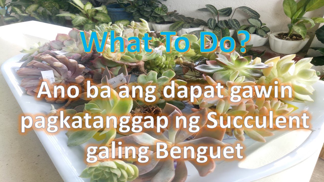 What to do After Unboxing CNS from Benguet | Leafaholic Sheila #anudapatgawinafterunboxingngCNS