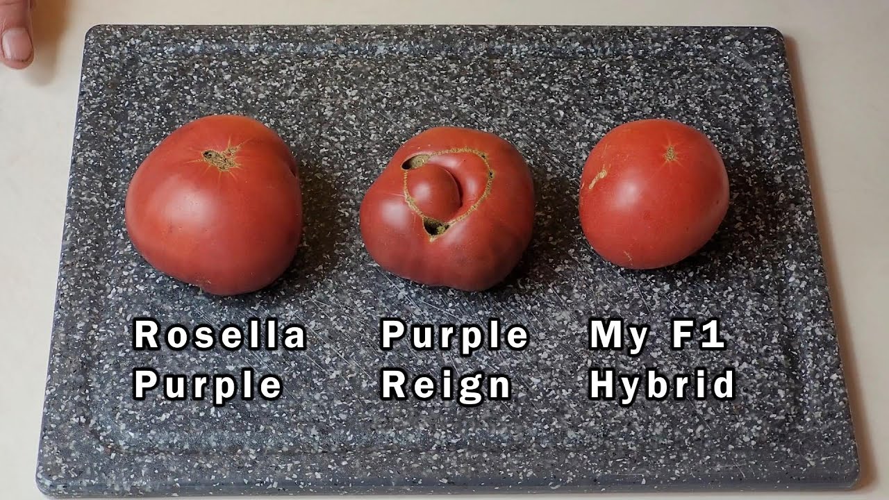 Tomato Taste Test of Rosella Purple, Purple Reign, and My F1 Hybrid