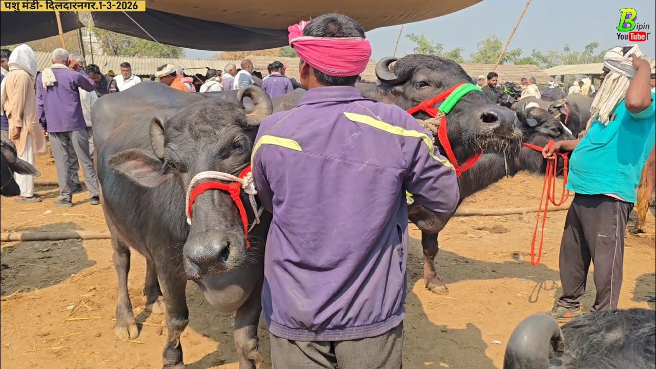 होली से पहले यहा सुझ बुझ से भैंस खरीदने वाले व्यक्ति को भैंस सस्ती मिली | Dildarnagar Pashu Mandi