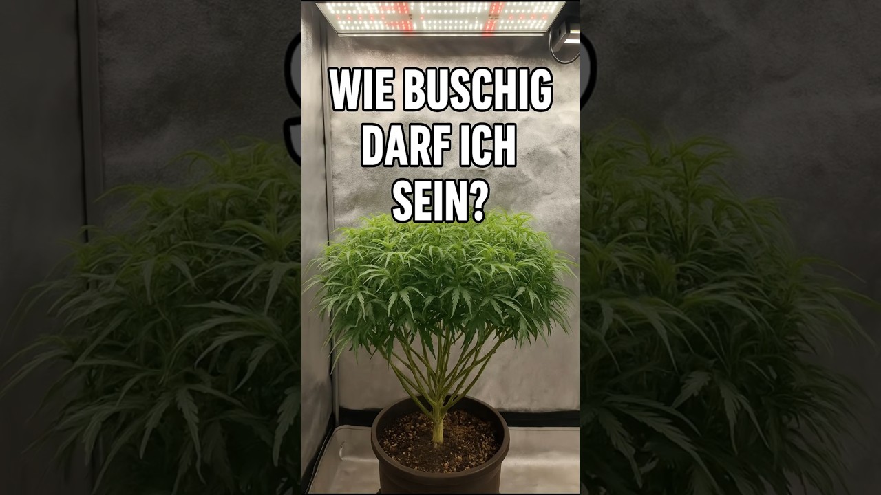 Wie buschig darf diese Pflanze werden?