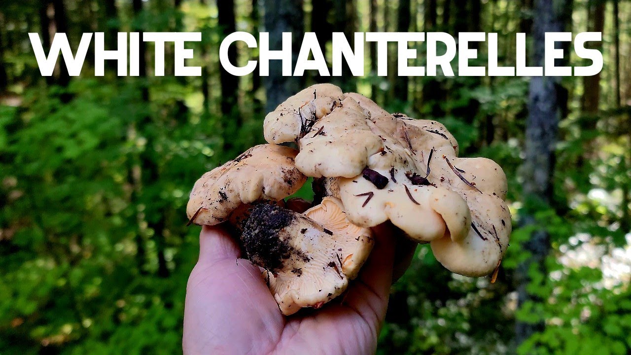 Chanterelles are popping up everywhere | Wild Mushrooms in the Pacific Northwest