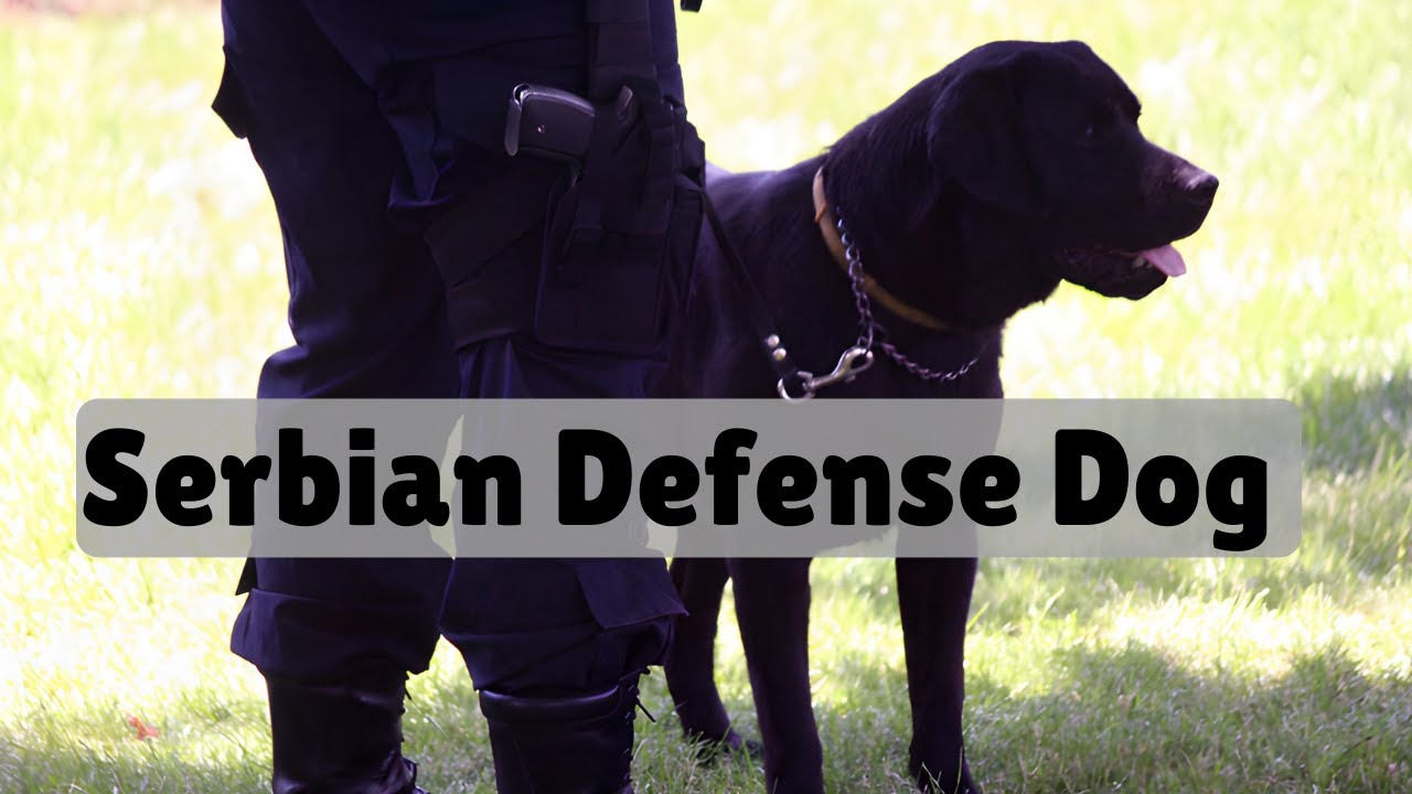 Serbian Defense DOG  Srpski odbrambeni pas 
