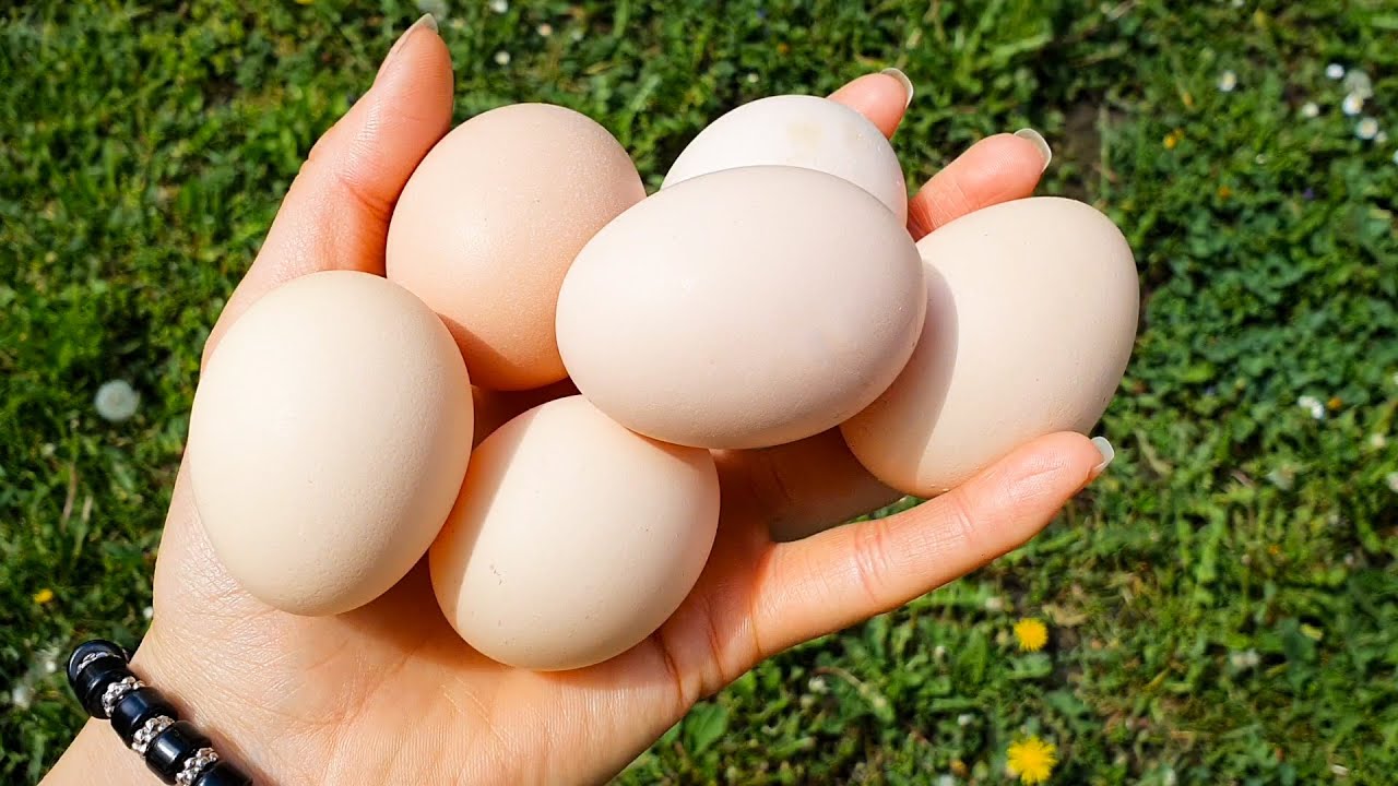 Prirodna zaštita i prihrana biljaka sa ljuskama od jaja